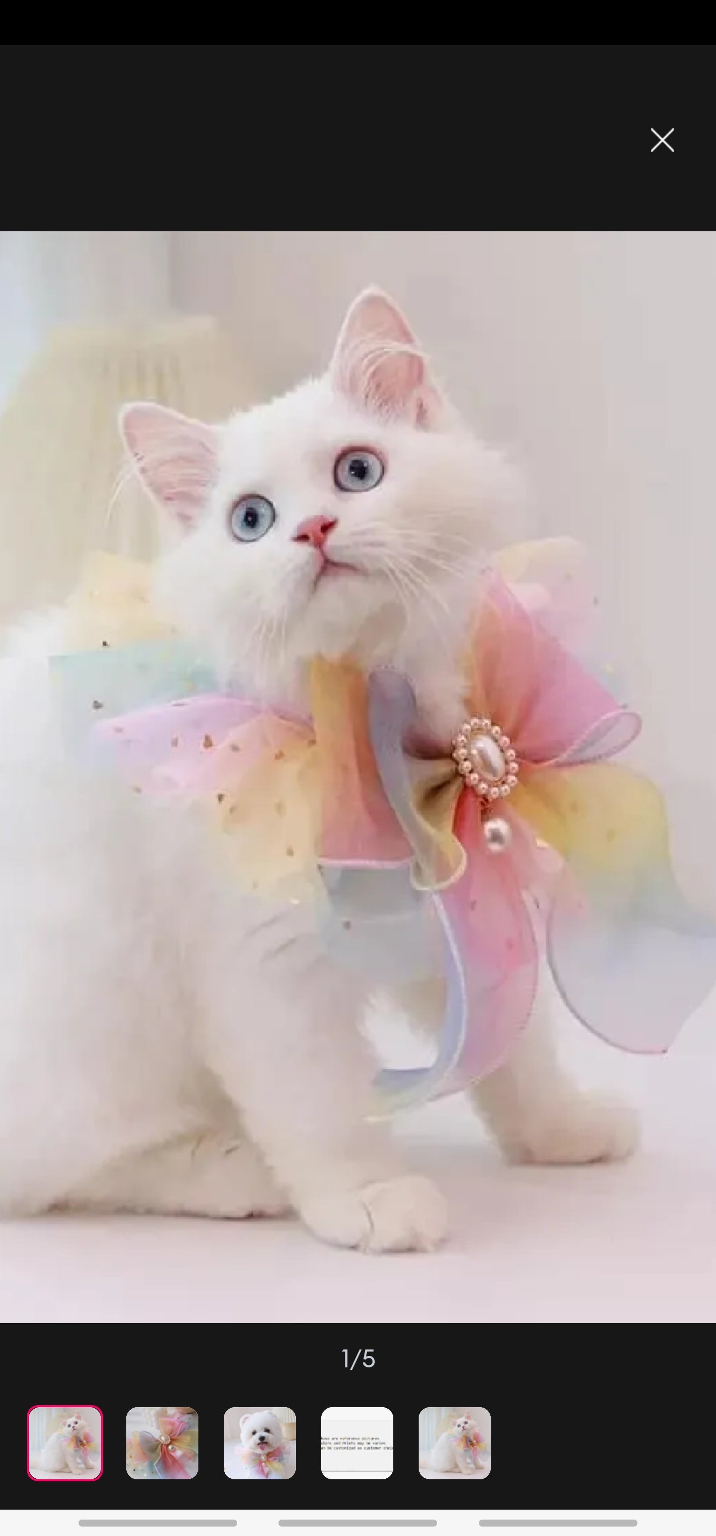 Cats and Dogs customized Collar