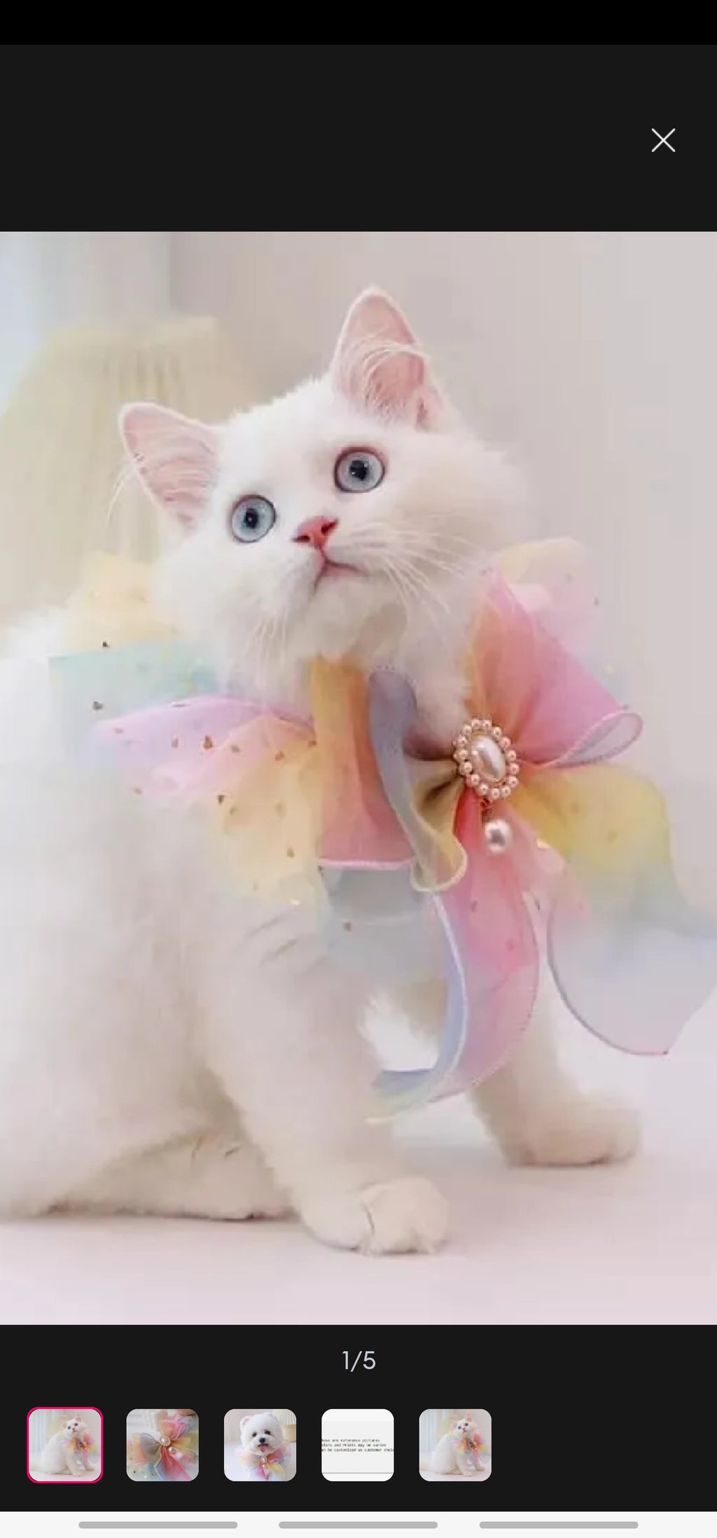 Cats and Dogs customized Collar